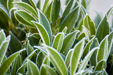 Raureif auf Blätter