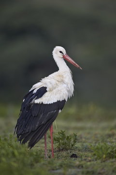 White stork (Ciconia ciconia), Serengeti National Park, Tanzania