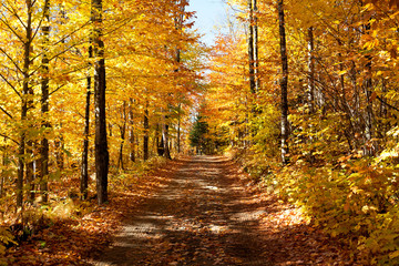 Fototapeta na wymiar Herbstlaubfärbung