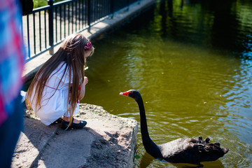Little girl feeding black swan at park. Soft focus © sweetl1
