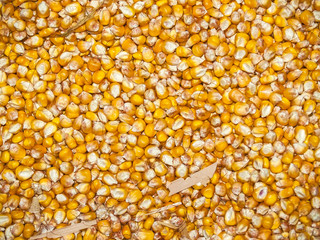 Natural texture of corn