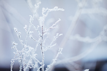 Winter nature background. Winter landscape. Winter scene. Frozen flower.