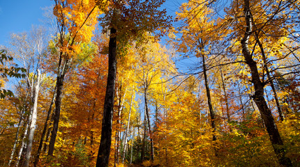 Obraz premium Birkenwald Panorama