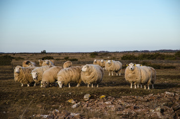 Flock of grazing sheeps