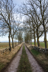 Fototapeta na wymiar Country road lined by trees