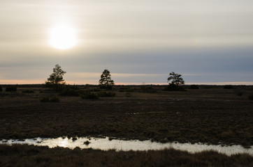 Fototapeta premium Trees in a gloomy grassland landscape