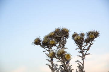 Obraz premium Faded thistle flowers