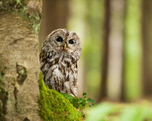 Strix aluco -portrait of  Brown owl in forest