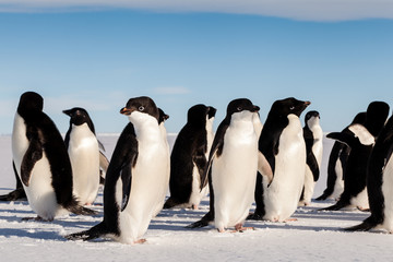 Adelie penguin gathering
