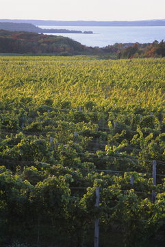 Vineyards near Traverse City, Michigan