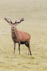 Red deer in foggy field