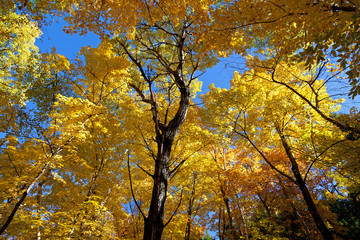 Fototapeta premium Herbstpanorama