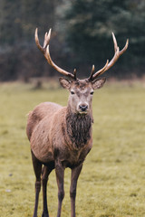 Red deer in foggy field