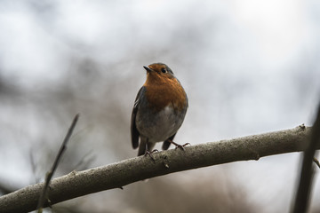 Robin Redbreast / European Robin - Winter in Sherwood Forest