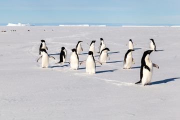 Group of happy Adelie penguins