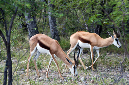 Springbok (Antidorcas marsupialis), Namibia