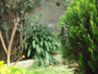 Animales