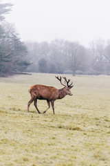 Red deer in foggy field