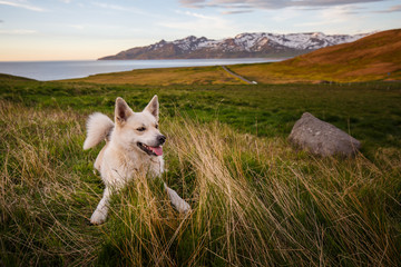 Iceland Dog 