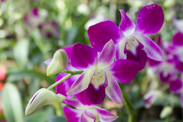 Fototapeta na wymiar Beautiful violet purple orchids.
