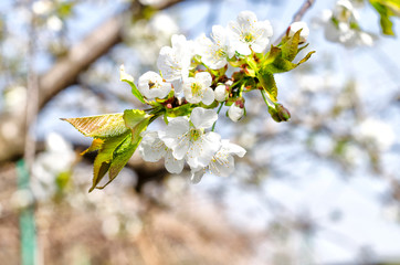 Cherry flower on a tree branch