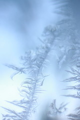 tracery of hoar on window. winter miracle
