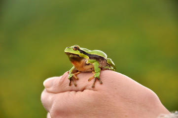 European tree frog (Hyla arborea)