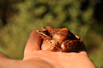moor frog (Rana arvalis) is a slim, reddish-brown, semiaquatic amphibian