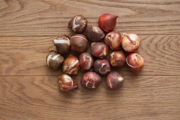 tulip bulbs for gardening