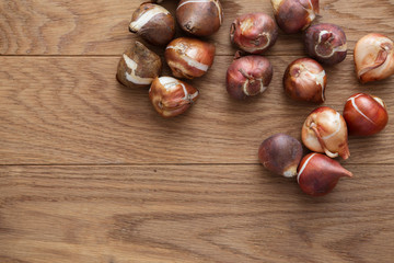 tulip bulbs for gardening