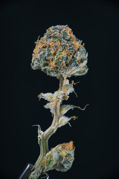 Detail of dried cannabis flower (ambrosia strain) isolated over