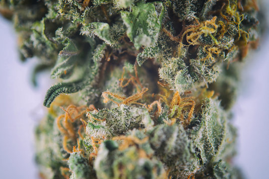 Macro detail of ambrosia strain cannabis bud with visible hairs
