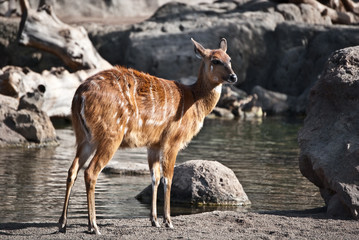 Sitatunga Occidental