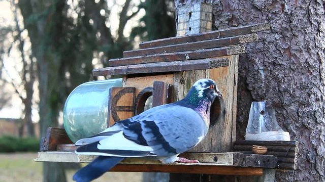 pigeon and titmouse on the feeding-rack seeks the birdseed in the city park
