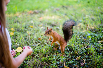Little girl feeding squirrel at park. Soft focus