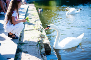 Little girl feeding white swan at park. Soft focus