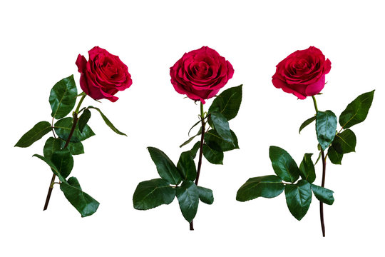 Red roses. Isolated, white background.