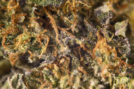 Macro detail of cannabis bud from "rockstar kush" marijuana stra
