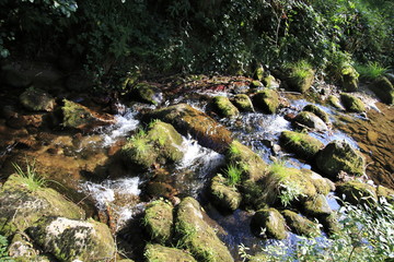 Grobbach Bach beim Wasserfall Geroldsau Baden-Baden Schwarzwald