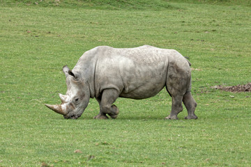 Obraz premium Rhinocéros blanc (Ceratotherium simum)
