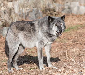 Naklejka na ściany i meble Rocky Mountain Grey Wolf