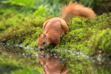 Red Squirrel