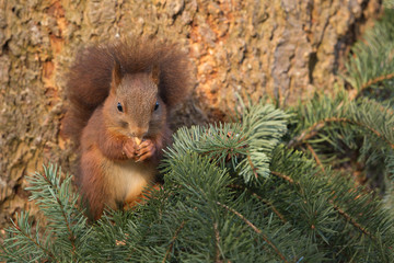 Red Squirrel