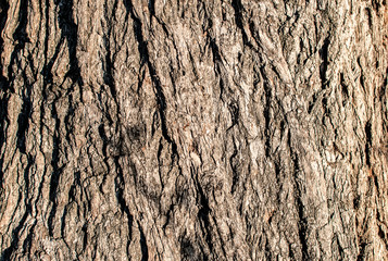 Detailed texture of lit poplar bark