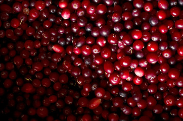cranberry closeup