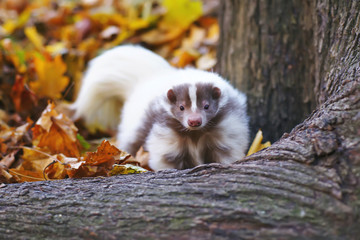 White and brown striped domestic skunk posing outdoors near a tree in autumn