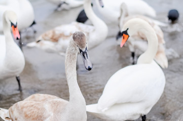 Fototapeta premium Swans wintering on the beach of the Black Sea
