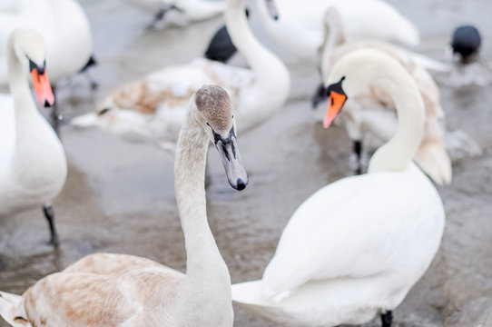 Swans wintering on the beach of the Black Sea