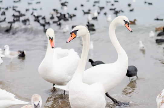 Swans wintering on the beach of the Black Sea
