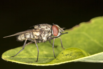 Fototapeta premium Fly on leaf extreme close up - Macro photo of fly on leaf